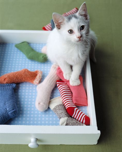 Baby-Sock Catnip Toy Diy Cat Scratcher, Diy Chat, Cat Playhouse, Chat Diy, Niche Chat, Homemade Cat Toys, Diy Cat Toys, Cats Diy Projects, Kitten Toys