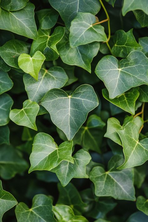 English Ivy (Hedera helix) is a classic and versatile addition to any home! 🌿🏡 With its trailing vines and lush green leaves, this plant is a delightful blend of timeless beauty and adaptability. Quick to thrive in various light conditions and bursting with air-purifying benefits, English Ivy is perfect for adding a touch of elegance to your indoor space. 🌱✨ #EnglishIvy #HederaHelix #IndoorPlants #EasyCare #AirPurifying #GreenHome #PlantLover Hedera Ivy, Hedera Helix Ivy, Ivy Tree, Ivy Flower, Witchy Garden, Plant Vegetables, Hedera Helix, Aesthetic House, Ivy Vine