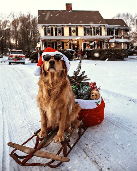 Dog Christmas Pictures, Golden Retriever Christmas, Dog Photoshoot, Preppy Christmas, A Golden Retriever, Cute Christmas Wallpaper, Cosy Christmas, Christmas Feeling, Christmas Puppy