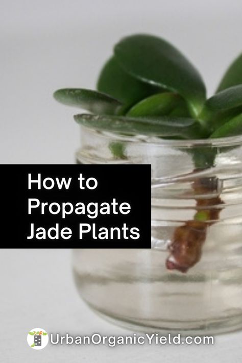 Jade Plant Cuttings, Jade Plant Care Tips, How To Take Care Of Jade Plant, How To Propagate Jade Plant In Water, Jade Plant In Water, How To Grow Jade Plant, How To Propagate A Jade Plant, Jade Propagation, Propagating Jade Plants