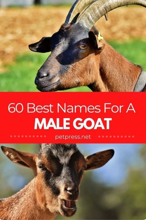 Looking for the best boy goat names? If you're looking for the best and funny names for your goat, then check out this list of name ideas. Goat Names, Animals Name List, Cute Animal Names, Mini Goats, Female Goat, Cute Goat, Goat Kidding, Animal Names, Pygmy Goat