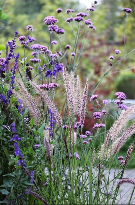 Salvia Farinacea Blue, Verbena Bonariensis Border, Verbena Bonariensis Combination, Salvia Plant Landscaping, Salvia Farinacea, Pennisetum Setaceum, Verbena Bonariensis, Purple Flowers Garden, Front Yard Plants