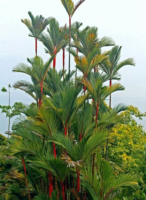 Cyrtostachys Renda, Lipstick Palm, Sri Lanka House, Landscape Beds, Trees Landscaping, Palm Trees Landscaping, Bush Garden, Bonsai Seeds, Front Garden Landscape