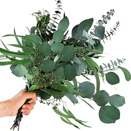 Amazon.com: 12 Pcs Mixed Real Dried Eucalyptus Leaves Stems - Preserved Eucalyptus Branches, Silver Dollar Eucalyptus, Seeded Eucalyptus Bouquets for Vase Floral Arrangements Wedding Greenery Decor : Home & Kitchen Wedding Greenery Decor, Seeded Eucalyptus Bouquet, Vase Floral Arrangements, Eucalyptus Bouquets, Vase With Branches, Faux Branches, Greenery Wedding Decor, Preserved Eucalyptus, Eucalyptus Bouquet