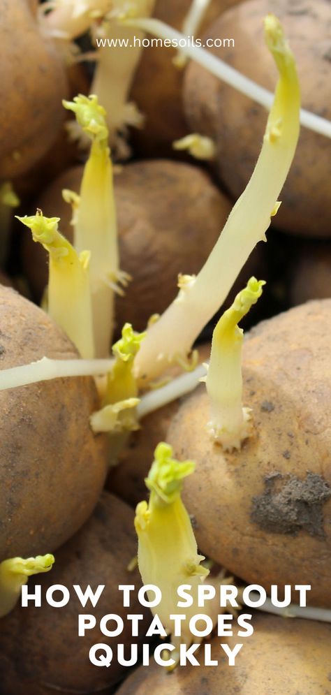 How to sprout potatoes quickly Potato Seeds Plants How To Grow, How To Sprout Potatoes For Planting, How To Grow Potatoes From Potatoes, Growing Capsicum, Sprouts Grocery, When To Plant Potatoes, Sprouting Potatoes, Plant Potatoes, Potato Gardening