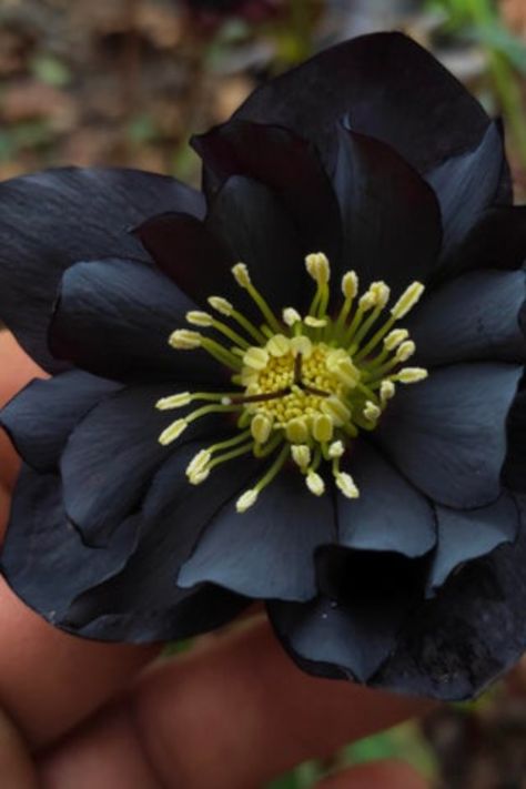 Black Hellebore, Double Black, Bottle Painting, Glass Bottle, Glass Bottles, Glass, Flowers, Black