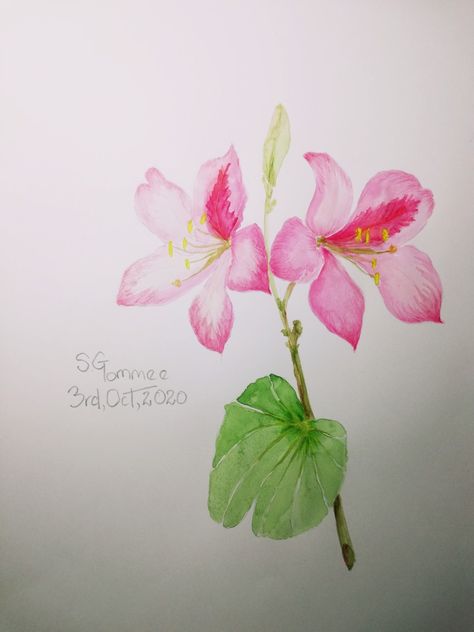 Bauhinia flower Bauhinia Flower, Water Painting, Botanical Flowers, Botanical Illustration, Pencil Drawings, Pencil, Drawings, Plants, Flowers