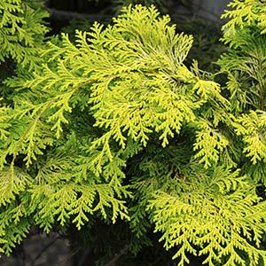 (Zones 4 - 7) Add glowing golden foliage to the garden Gold Cypress Shrub, Yellow Evergreen Shrub, Golden Hinoki Cypress, Hinoki False Cypress, Magic Carpet Spirea, Yellow Shrubs, False Cypress, Colorado Blue Spruce, Monterey Cypress