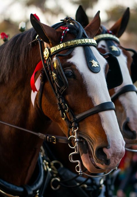 Budweiser Clydesdales. Photo by Marc Williams Clydesdale Horses Budweiser, Horse Doodle, Budweiser Clydesdales, Clydesdale Horses, Pony Breeds, Beautiful Horse Pictures, Horse Inspiration, Work Horses, Dressage Horses