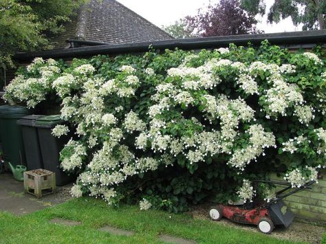 hortensja pnaca Hydrangea Petiolaris, Climbing Hydrangea, Garden Vines, Buy Seeds, Perfect Plants, White Gardens, Gorgeous Gardens, Front Garden, Dream Garden