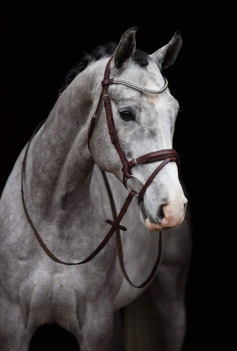 Dapple Grey Horses, Irish Sport Horse, Dream Stables, Beautiful Horse Pictures, Moon Luna, Horse Inspiration, Horse Aesthetic, Most Beautiful Horses, Grey Horse