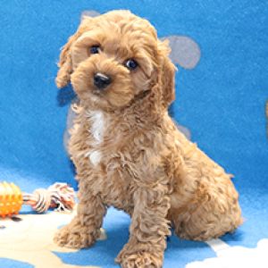 Cockapoo Haircut Styles, White Cockapoo, Cockapoo Haircut, Cockapoo Grooming, Cockapoo Puppies For Sale, Cavapoo Puppies For Sale, Golden Retriever Funny, Dog Poop Bag Holder, Cockapoo Puppies