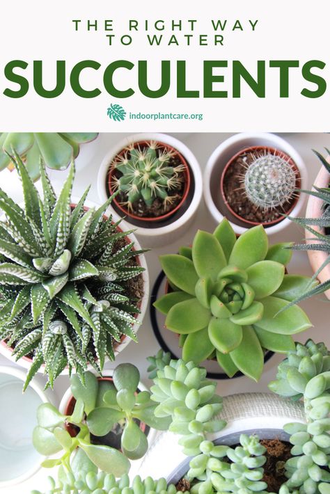 Water Succulents, Succulent Care Tips, How To Water Succulents, Trendy Plants, Plant Care Houseplant, Hanging Succulents, Types Of Succulents, Succulents Decor, Indoor Plant Care