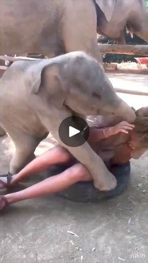 Dancing Baby, Animal Videos, Adorable Baby, Baby Elephant, This Guy, Animal Gifs, Funny Animals, Elephant