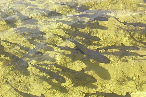 Lemon sharks Lemon Shark Aesthetic, Lemon Shark, Oc Board, House Boat, Sharks, Sea Creatures, Amazing Things, Fresh Water, Boats