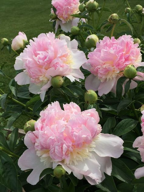 #flowers #peonies #aesthetic Makayla Core, Peonies Aesthetic, Cute Pink Flowers, Pretty Flowers Pictures, Flowers Peonies, Floral Tattoo Sleeve, Beautiful Pink Flowers, Flowers Blooming, Nothing But Flowers