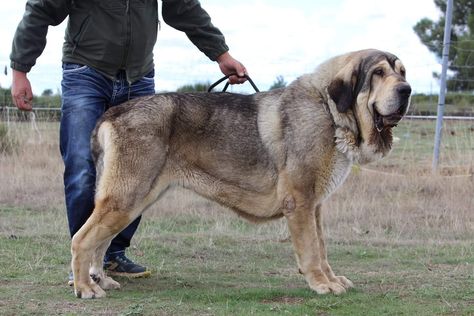 Dog Breed ➡️ SPANISH MASTIFF From Luis Martin Lopez Country #Spain Name ZACARIAS DE SERYLU years 2,5 . #spanishmastiff #arispedigree #mastiff #arispedigreeonline #mastinespañol #molosser Pyrenean Mastiff, Spanish Mastiff, Guardian Dog, Livestock Guardian, All Breeds Of Dogs, Mastiff Dogs, Group 2, Mixed Breed Dogs, Mixed Breed