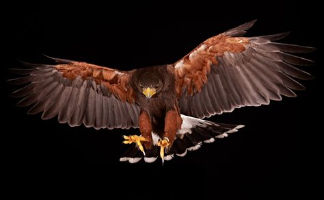 Harris Hawk Hawk Flying, Harris Hawk, Peregrine Falcon, Great Horned Owl, Peregrine, Birds Of Prey, Walking Tour, Bald Eagle, Eagles