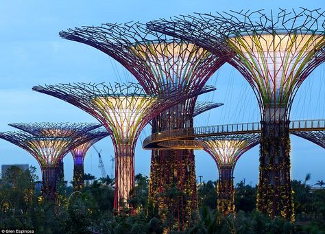 Lighting up the sky: The towering structures, made from concrete and steel, are up to 50 metres tall Sp Studio, Solar Tree, Singapore Garden, Pub Set, Rain Water Collection, Gardens By The Bay, Hanging Garden, Green Building, Solar Energy