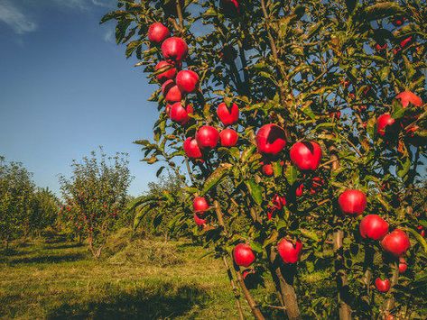 The Last Wild Apple Forests – Almaty, Kazakhstan - Gastro Obscura Peat Soil, Podcasts Spotify, Almaty Kazakhstan, Dairy Cattle, New Zealand South Island, Temperate Rainforest, Agricultural Practices, Wild Apple, Food Forest