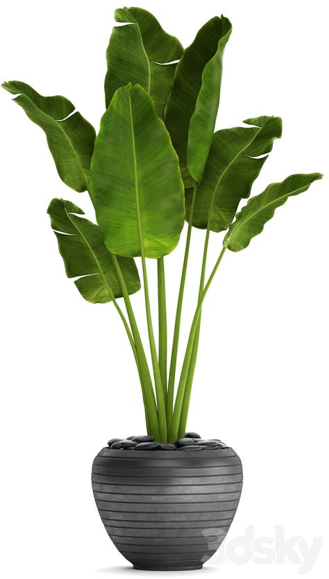 3d models: Indoor - Banana palm in the pot 4 Palm In Pot, Potted Palms, Palm Tree Plant, Tree Model, Vase Deco, Banana Palm, Banana Plants, Palm Plant, Tiny Plants