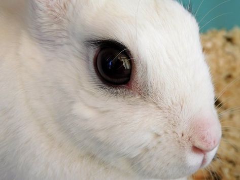 Rabbit Eye Infections And Care Rabbit Eyes, D Pictures, Eye Medicine, Rabbit Pictures, Eye Problems, Sense Of Sight, Eye Infections, Eye Sight Improvement, Eye Exercises