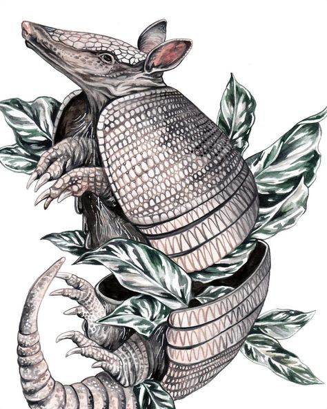 Armadillo Art, Animal Illustration Art, Plant Painting, Art Animals, Color Pencil Art, Textured Paper, Animal Tattoos, Art And Illustration, Animal Illustration