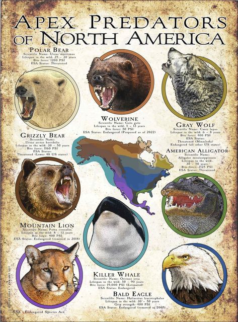 Apex Predator of North America Hawk Species, Informative Poster, America Poster, Haliaeetus Leucocephalus, North American Animals, North American Wildlife, Cat Species, African Wild Dog, Ancient Animals