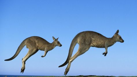 Wallpaper kangaroo, couple, field, grass, sky, dive Kangaroo Steak, Kangaroo Jumps, Eastern Grey Kangaroo, West Australia, Sculptural Fashion, Australian Animals, Wildlife Animals, Animals Of The World, Animal Wallpaper