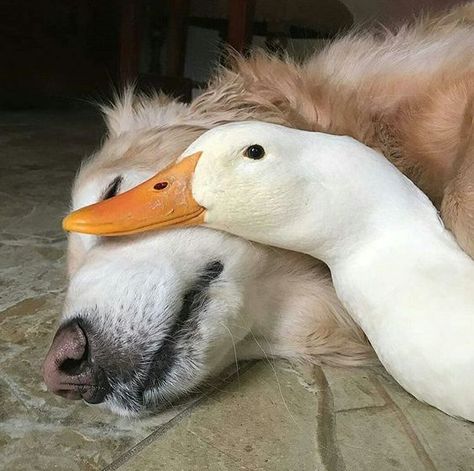 Unlikely Animal Friends, Regnul Animal, Dog Puppies, Animals Friendship, Unusual Animals, A Duck, Baby Animals Funny, Cute Animal Photos, Cute Animal Pictures