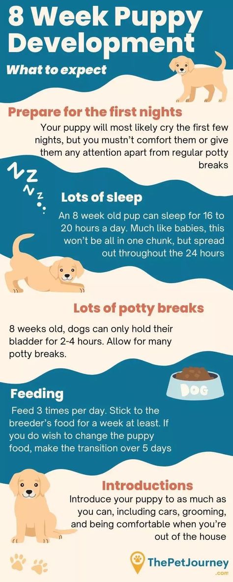 The day’s finally come and you’ve just brought your new puppy home. Hopefully, you’ve got everything you need for your new dog. But there’s still time to Puppy Schedule 8 Week Old, 8 Week Old Puppy, Puppy Feeding Schedule, Whelping Puppies, Puppy Training Guide, Puppy Schedule, Puppy Development, Puppy Time, Puppies Tips