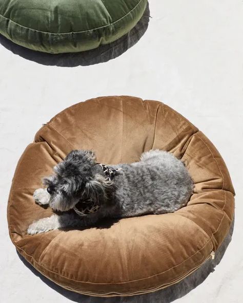 The Laurel Moss Round Velvet Dog Bed spins us right 'round, baby. Warm nutmeg brown velvet covers this modern shape, with a polished gold zipper and coordinating satin-covered insert. Fit for your little king or queen, and fit for your home, meet your new favorite decor staple that you AND your pup can enjoy. Mini Schnoodle, Velvet Dog Bed, Round Dog Bed, King Or Queen, Brown Velvet, Restful Sleep, Gold Zipper, Dog Bed, Round Shape