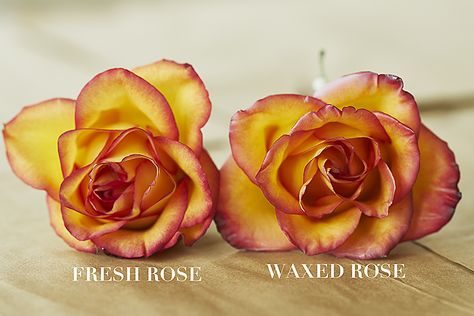 Wax rose vs. fresh rose - You can make your beautiful fresh-cut roses last longer than you ever imagined by dipping the open blooms in melted wax! Wax Dipped Flowers, Fresh Cut Roses, Dried Flowers Diy, Baby Succulents, Floral Design Classes, Preserved Roses, Wax Flowers, How To Preserve Flowers, Floral Gifts