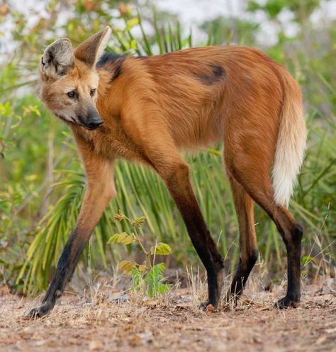 May 29, 2020 - The Maned Wolf (Chrysocyon brachyurus) is a species of canid native to South America. Its markings resemble those of foxes, but it is neither a fox nor a wolf. It is the only species in the genus Chrysocyon (meaning "golden dog"). It is the largest canid in South America, with a weight between... Maned Wolf, South America, Trees, Black