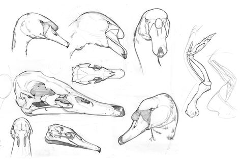 The Mute Swan and Black-necked Swan have a lump at the base of the bill on the upper mandible. Description from pariahpack2.webs.com. I searched for this on bing.com/images Swan Skeleton, Bird Anatomy, Swan Drawing, Swan Bird, Swans Art, Mute Swan, Animal Skeletons, Anatomy Sketches, Drawing Studies