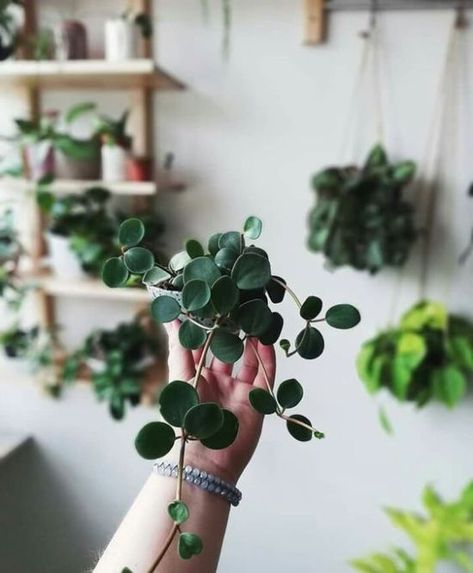 Peperomia Plants For Small Spaces, Peperomia Hope, Art Floral Japonais, Low Maintenance Indoor Plants, Chinese Money Plant, Tiny Plants, Garden Types, Plant Aesthetic, House Plants Decor