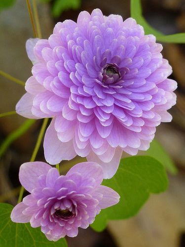 Hepatica Zenia Flower, Delphinium, Purple Flower, Flower Beauty, Flowers Nature, Beautiful Blooms, Flower Pictures, Love Flowers, Amazing Flowers