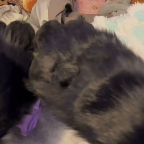 ──★ ˙🍏 (2) green and black fursuit paws stim gif ! (source: @kittycrafts3806 on youtube) Fursuit Paws Gif, Dog Stimboard, Paw Stimboard, Black Stim Gif, Black Fursuit, Silly Gifs, Sensory Gifs, Stimboard Gifs, Sensory Images