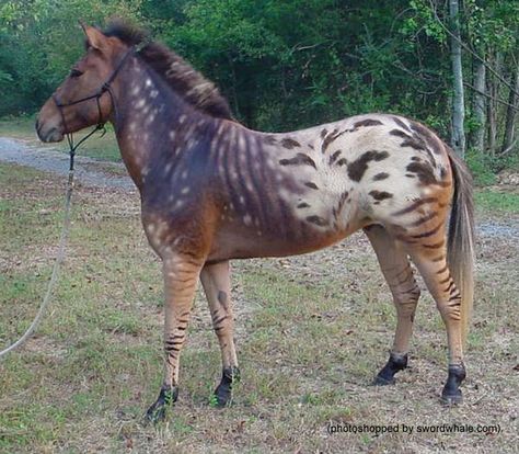 There are zebraloosas (zebra x Appaloosa), sorry, this one is Photoshopped, though the pattern combines a real zebra hybrid with the blanket hip and snowflake (forehand) patterns of an Appaloosa. Unusual Horse, Horse Markings, Rare Horses, Most Beautiful Horses, Interesting Animals, Appaloosa Horses, Unusual Animals, Rare Animals, Pretty Animals