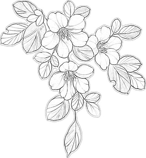 Flower Cluster Drawing, Cluster Drawing, Flower Cluster, Flower Designs, Collage, Hair Styles, Drawings, Flowers, Hair