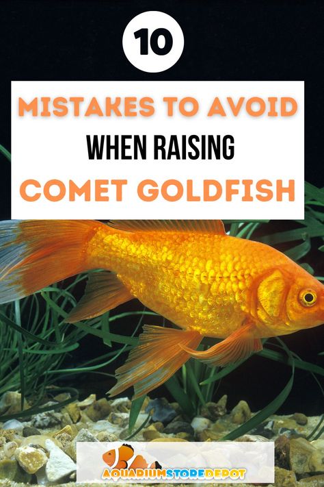 comet goldfish Comet Goldfish Tank, Goldfish Enrichment, Planted Goldfish Aquarium, 20 Gallon Long Aquarium, Baby Goldfish, 75 Gallon Aquarium, Goldfish Care, Common Goldfish, Comet Goldfish