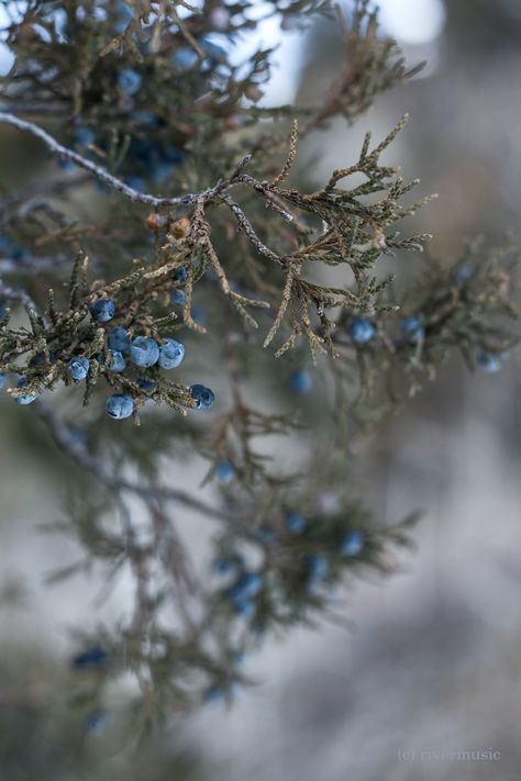 Juniperus berrius Christmas Botanicals, Planet Aesthetic, Dreamy Forest, Flora Design, Ivy House, Conifer Trees, Blue Background Images, House Photo, Music Birthday