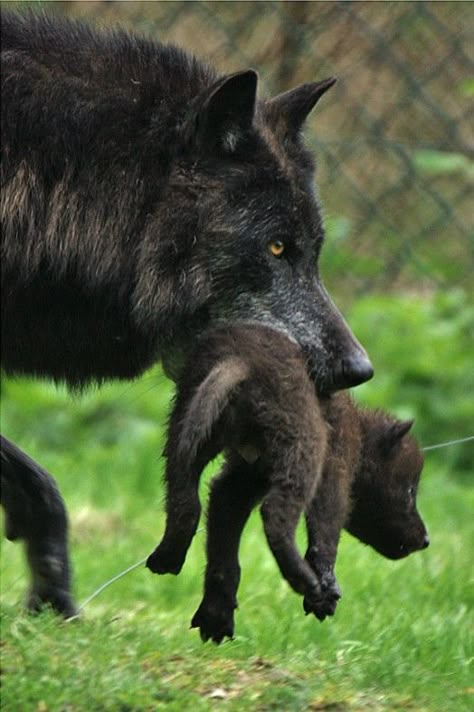 Black Wolf Therian, Black And White Wolf, Wolf Quest, Big Wolf, Wolf Pup, Dog Man, Baby Wolf, Wolf Stuff, Red Wolf