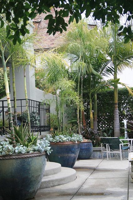 Palms and succulents in pots | David Feix Landscape Design | Flickr Palm In Pots Outdoor, Potted Palm Trees Outdoor, Palm Trees In Pots Outdoors, Palm Trees In Pots, Palms In Pots, Sego Palm, Potted Plants For Patio, Planters Landscaping, Hawaiian Landscaping