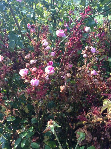 Rose Rosette Disease. Are The Knock Out RosesÂ® to blame? - FineGardening Rosette Disease, Rose Character, Rose Diseases, Knock Out Roses, Witches Broom, Grandma's Garden, Sir Arthur Conan Doyle, Grandmas Garden, Coming Up Roses