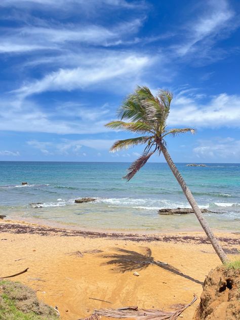 Loiza Puerto Rico, Puerto Rico Beach, Puerto Rico Beaches, Nurse Shark, Palm Tree Sunset, Art Lessons Elementary, Island Living, Beautiful Locations Nature, Puerto Rican