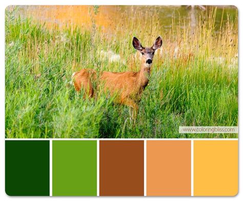 Deer in Field Color Palette Outdoor Color Palette, Color Book, Grass Field, Grayscale Coloring, Safari Theme, Color Palette Design, A Deer, Whitetail Deer, Perler Bead Art