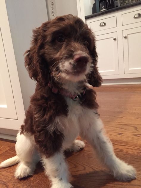 Sadie ~ Sproodle Sweetness Springer Doodle, Sproodle Puppies, Springer Puppies, Puppy List, Springer Spaniels, Dogs Funny, Dog Wash, Springer Spaniel