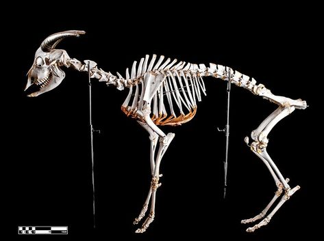 Category:Collections of the Museum of Veterinary Anatomy FMVZ USP - Wikimedia Commons Goat Anatomy, Goats Breeds, Goat Skeleton, Goat Bone, Veterinary Anatomy, Small Goat, Animal Taxidermy, Skeleton Anatomy, Goat Horns