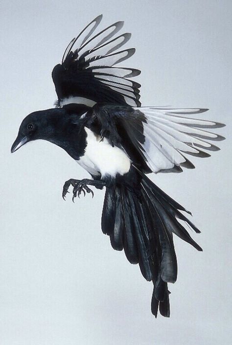 Magpie Magpie Tattoo, Magpie Art, Flycatchers, Jackdaw, Crows Ravens, 1 Tattoo, Next Tattoo, Australian Birds, Swallows